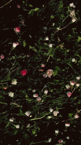 daisy-flowers-13