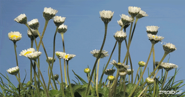 Heřmánek GIF - Krásné květiny na animované obrázky