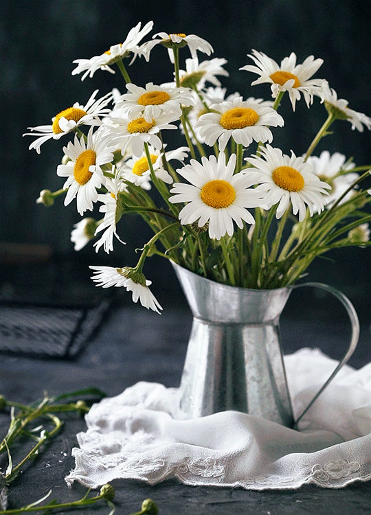 daisy-flowers-16