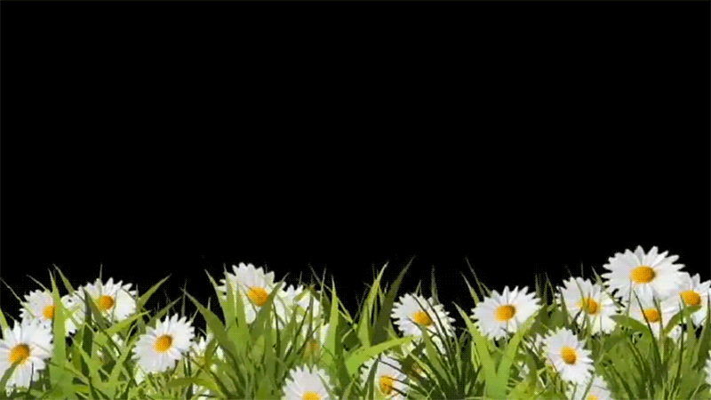 GIF de manzanilla - Hermosas flores en imágenes animadas