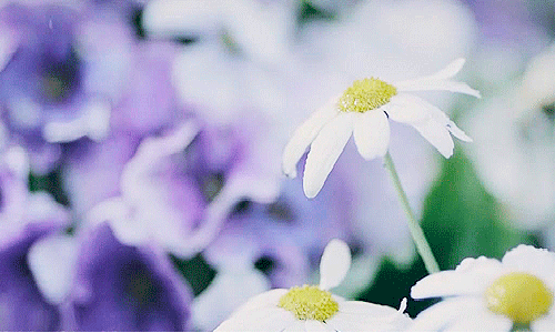 daisy-flowers-32