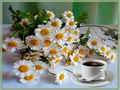 daisy-flowers-36