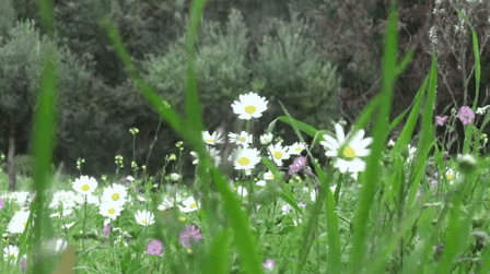 Гифки ромашек - Красивые цветы на GIF анимациях