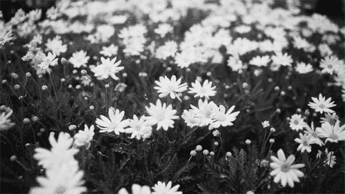 daisy-flowers-48