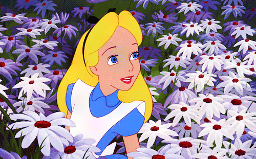 Le GIF con camomille - Bellissimi fiori sulle immagini animate