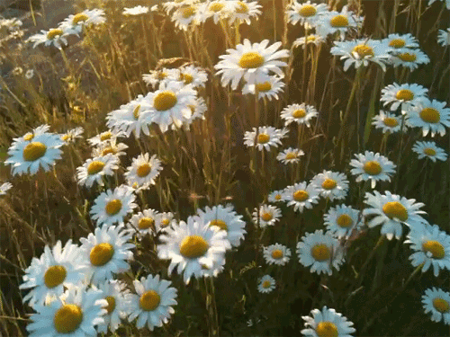 GIF de camomila - Lindas flores em imagens animadas