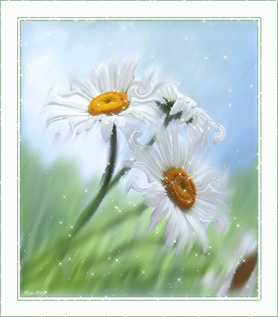 daisy-flowers-54