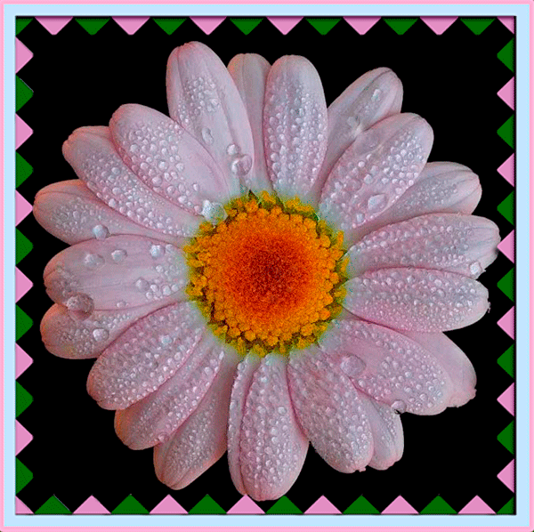 daisy-flowers-56