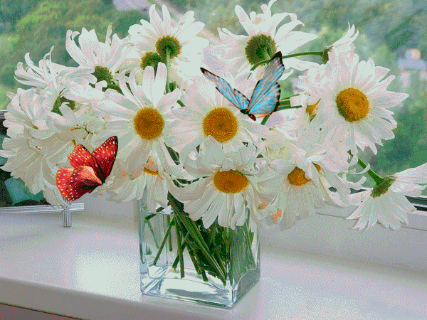 daisy-flowers-58