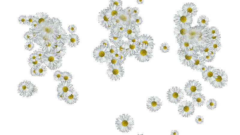 daisy-flowers-6