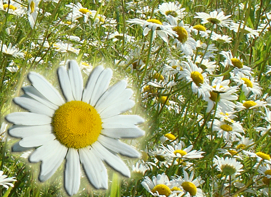 daisy-flowers-61
