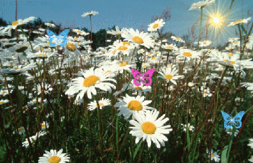 Гифки ромашек - Красивые цветы на GIF анимациях