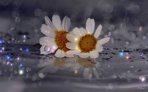 Gify z rumianku - Piękne kwiaty na animowanych obrazach
