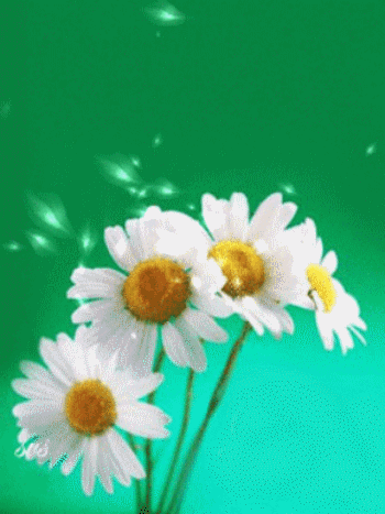 Gify z rumianku - Piękne kwiaty na animowanych obrazach