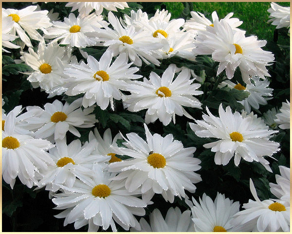 Camomille GIFs - Belles fleurs sur des images animées
