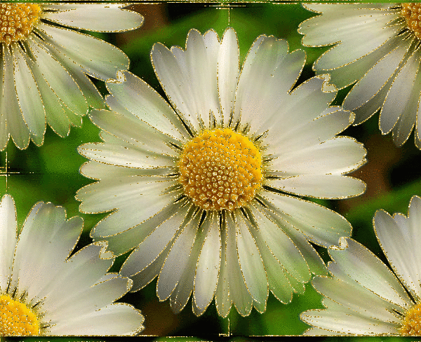 daisy-flowers-68
