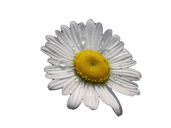 daisy-flowers-69