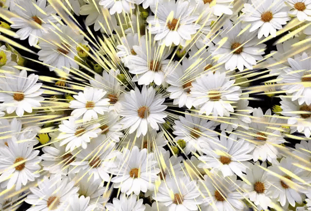 GIF de manzanilla - Hermosas flores en imágenes animadas