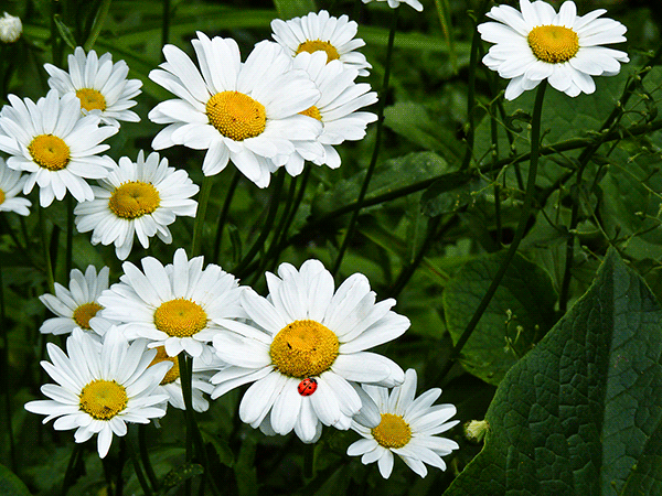 daisy-flowers-72