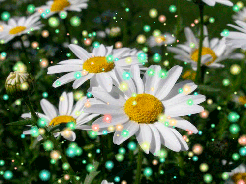 Camomille GIFs - Belles fleurs sur des images animées