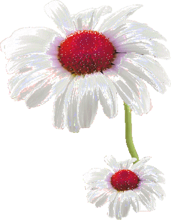 Kamille GIFs - Schöne Blumen auf animierten Bildern