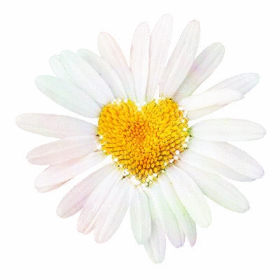 Kamille GIFs - Schöne Blumen auf animierten Bildern