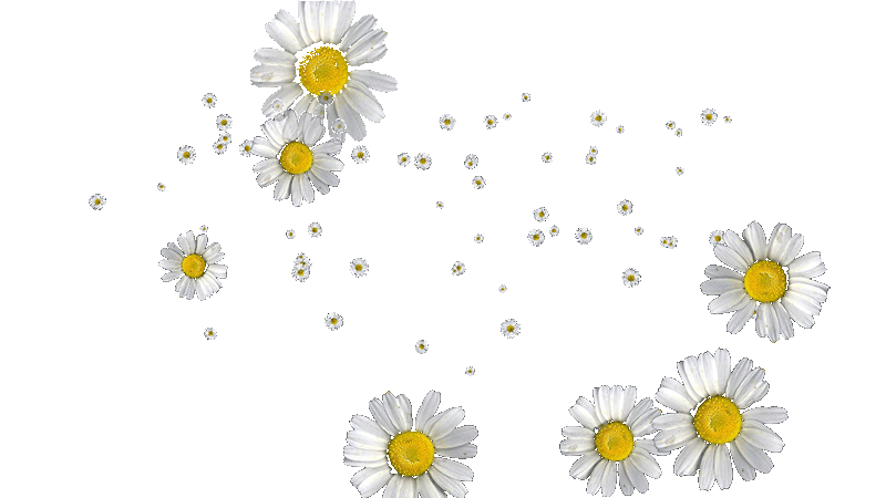Le GIF con camomille - Bellissimi fiori sulle immagini animate