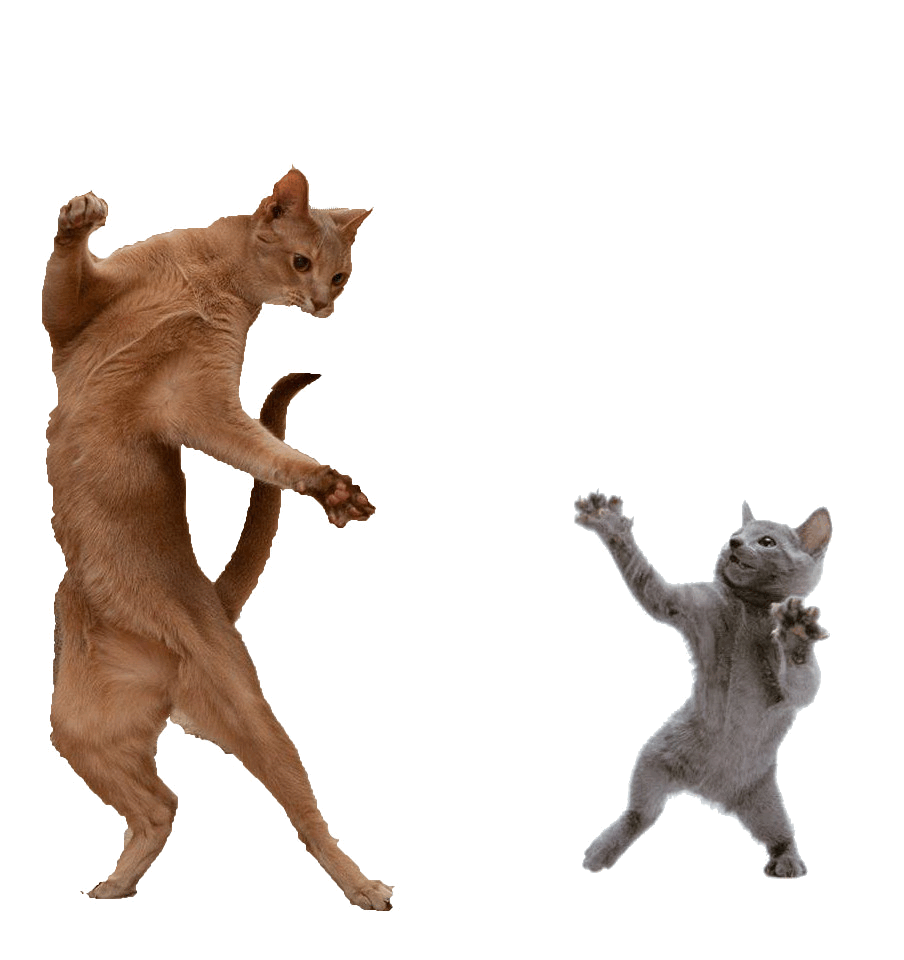 Dancing Cat Animated Gif Dancing Cat Animated Gif