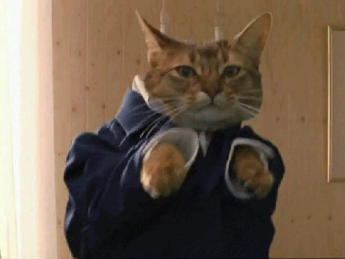 踊る猫のGIF - 無料で65の面白いアニメーションGIF写真