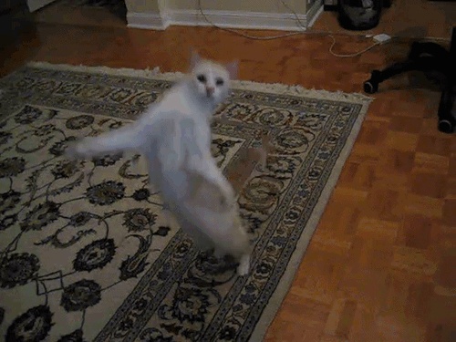 GIFs de chats dansants - 65 images animées amusantes gratuites