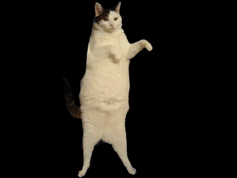 dancing-cat-23