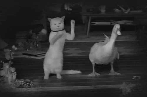GIFs de dançando gatos - 65 engraçadas imagens animadas de graça