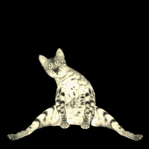 Dansande katter GIF - 65 roliga animerade bilder gratis