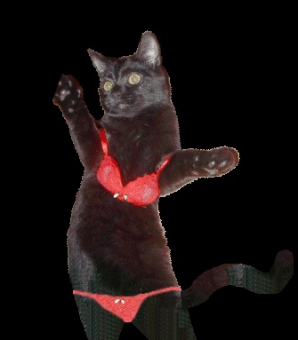 GIFs de chats dansants - 65 images animées amusantes gratuites