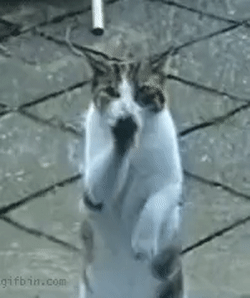 Tanzende Katzen GIFs - 65 lustige animierte Bilder kostenlos