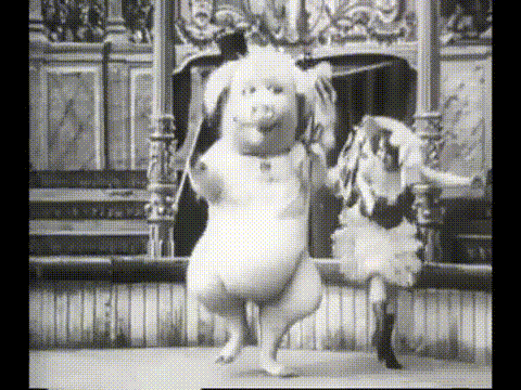 GIFs de cerdos bailando - 57 imágenes animadas gratis