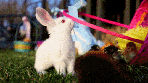 Påskkanin GIF - 70 animerade bilder av harar för påsk