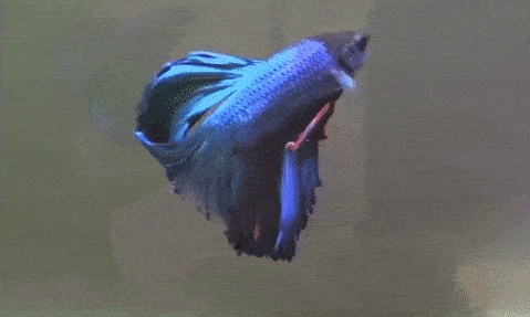 Fisch GIFs - 190 animierte GIF-Bilder - Kostenlos herunterladen!