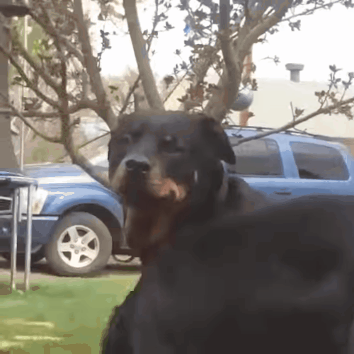 Funny Animals GIFs - 150 GIFs to Try Not to Laugh!