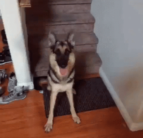 Funny Animals GIFs 150 GIFs To Try Not To Laugh USAGIF Funny Animals GIFs 150 GIFs To Try Not To Laugh USAGIF