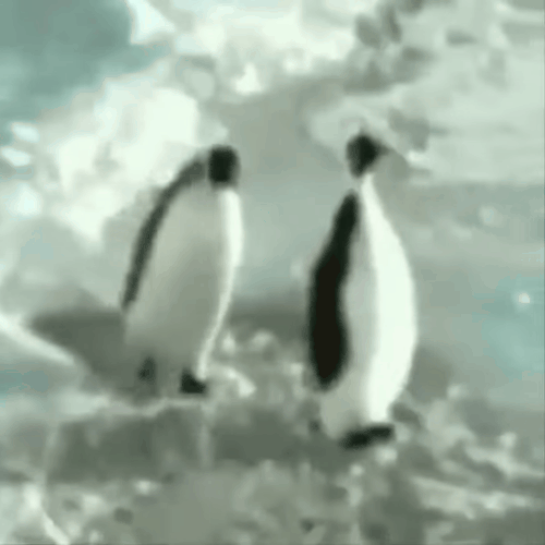 Funny Animals GIFs - 150 GIFs to Try Not to Laugh!
