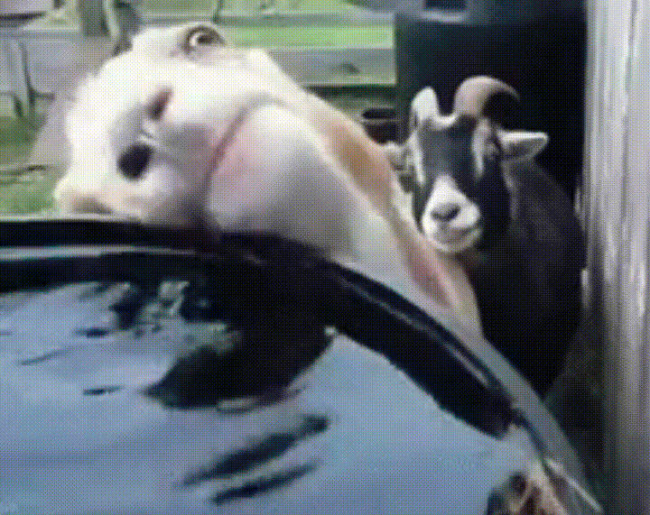 Animaux Dr les GIFs 150 Images Anim es Pour S amuser USAGIF Animaux Dr les GIFs 150 Images Anim es Pour S amuser USAGIF