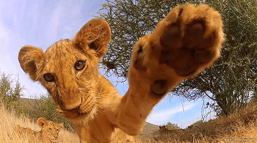 Funny Animated Animal Gifs At Raven Goetz Blog Funny Animated Animal Gifs At Raven Goetz Blog