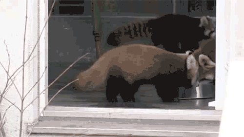 Śmieszne GIFy zwierząt - 150 animowanych obrazów do zabawy
