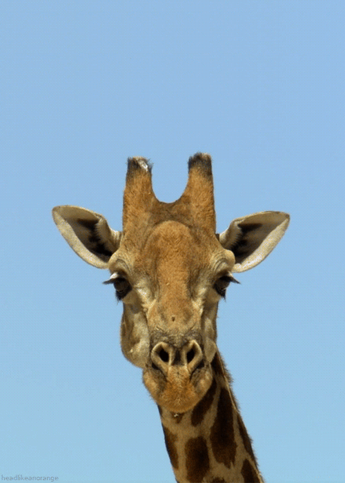 Le GIF di animali divertenti - 150 immagini animate per divertirsi