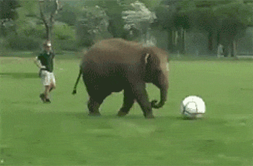 GIFs engraçados sobre esportes - 105 imagens animadas