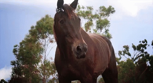 Krásné koně na GIFych - Hřebci cvalu