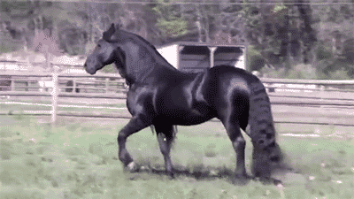 Beautiful Horses on GIFs
