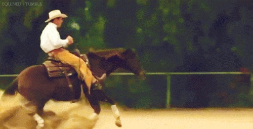 Krásné koně na GIFych - Hřebci cvalu