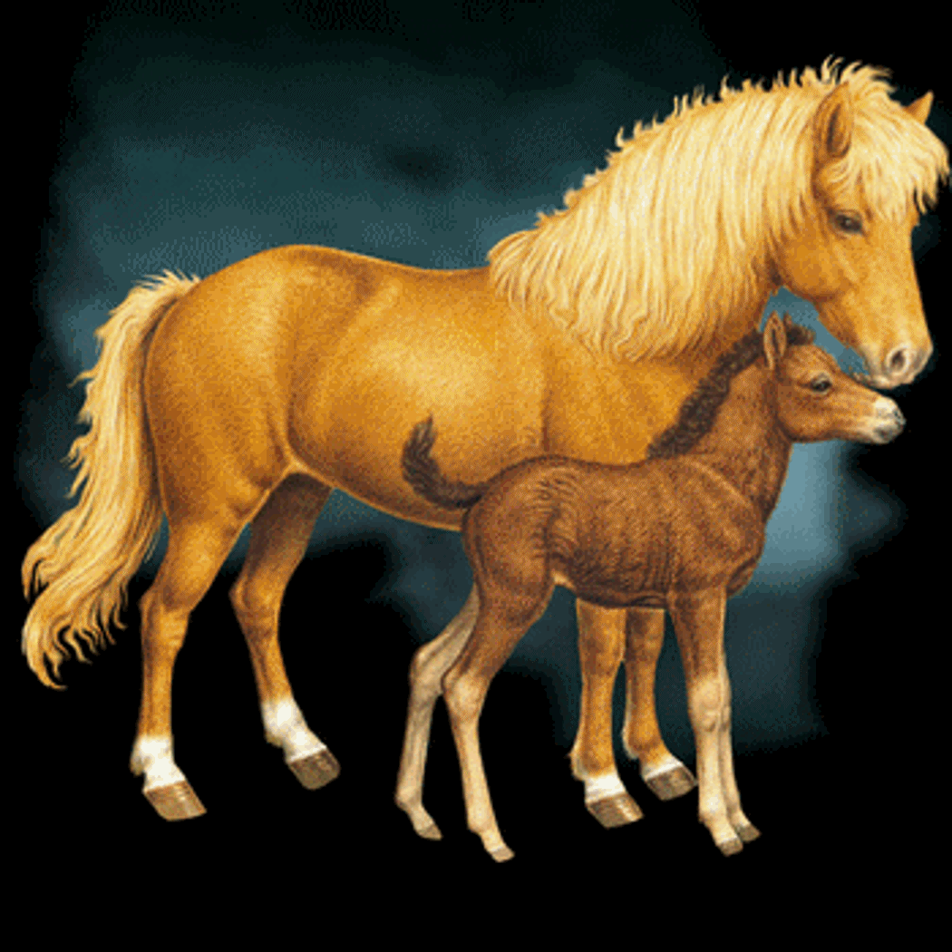 Гифки с красивыми лошадьми - Более 130 GIF